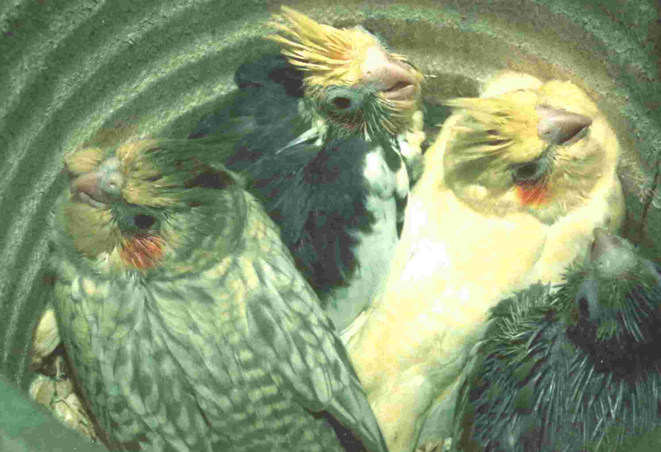 Vier Jungv�gel in einem Nest: Zimt,Zimtschecke,zimtgeperlt und lutino
