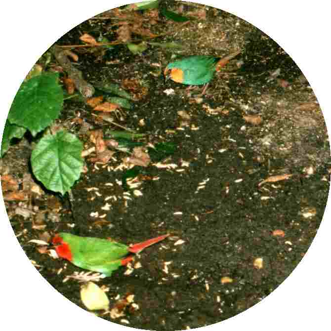 Unten ein naturfarbiger Hahn oben eine seegr�ne Henne